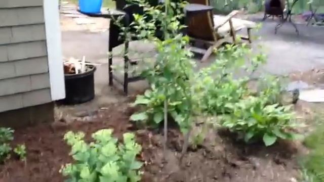 Cottage Garden Tour 2