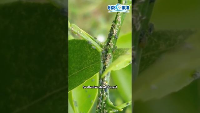 Control citrus aphids смотреть онлайн