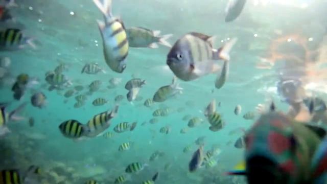 Fish Kiss My Gopro Camera