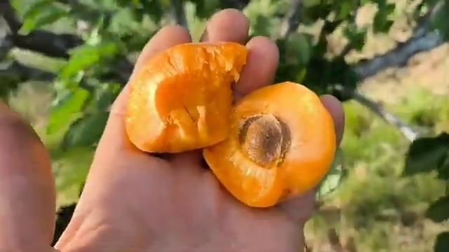 Абрикос Могадор. Apricot Mogador. Солодкий, надранній сорт. смотреть онлайн