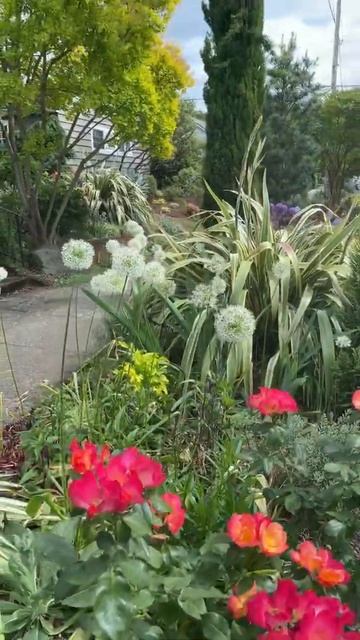 My Garden Today | Portland, Oregon #shorts смотреть онлайн