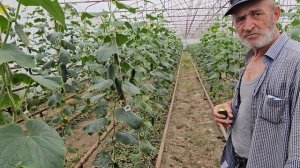 25 июля 2024 г. Огурец сорт северин результат применения Стартеко