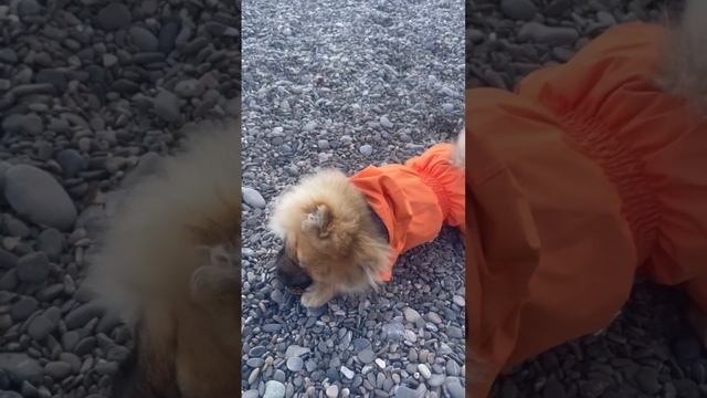 Ялта 💖💖💖 Мирочка на приморском пляже 😃🥰 смотреть онлайн