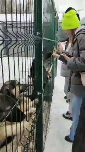 Поездка в реабилитации временно бездомных животных "Юна" смотреть онлайн
