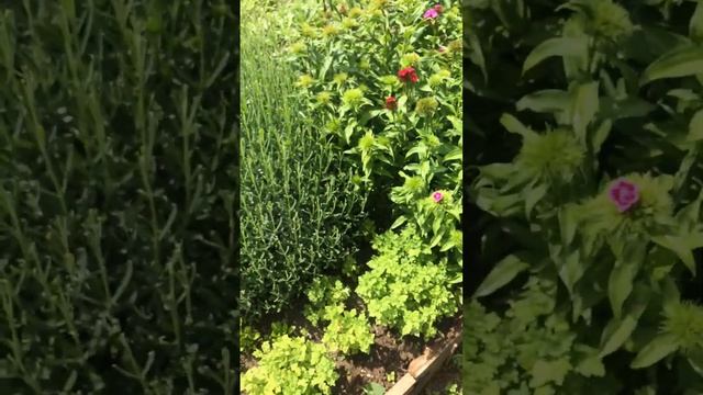 Турецкая ГВОЗДИКА (выращивание и уход)12.05.24 смотреть онлайн