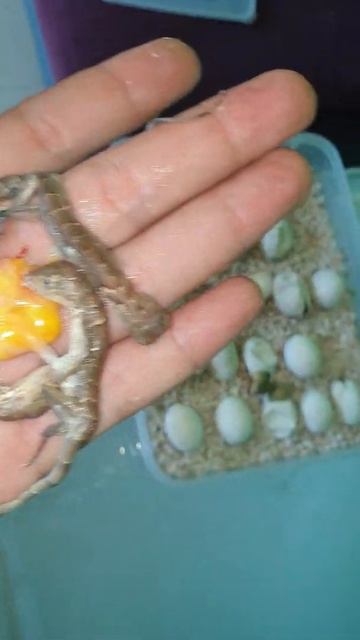 Iguana 1 telur kembar 4 !!! BELUM BERUNTUNG😥😥😢 смотреть онлайн