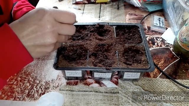 #ВлогСеменаЖизньВселе Проклюнулись семена томатов/Жизнь в селе. смотреть онлайн