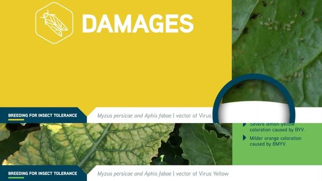 SESVanderHave: Tolerance to insects in sugar beet: Myzus Persicae & Aphis Fabae смотреть онлайн