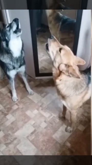 Музыкальный привет из дома🐶 смотреть онлайн