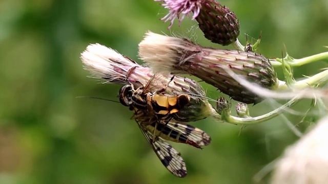 🟢 Weideschorpioenvlieg - Panorpa Vulgaris