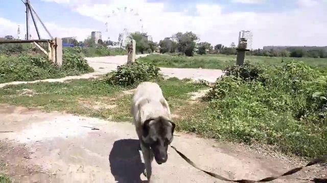 кангал смотреть онлайн