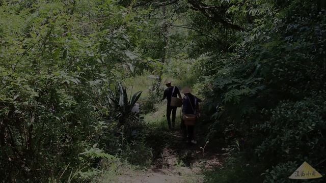 几年来，在同样七月的云南采着不同的菌子【滇西小哥】