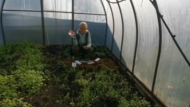 Сажаем под зиму. Ранний урожай. смотреть онлайн