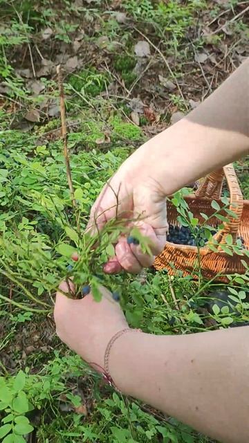 Как правильно собирать чернику смотреть онлайн