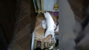 Щенки ЗСЛ с Туруханского края в 45 дней