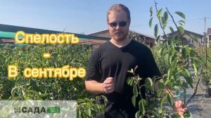 Обзор на сорт груши зевея