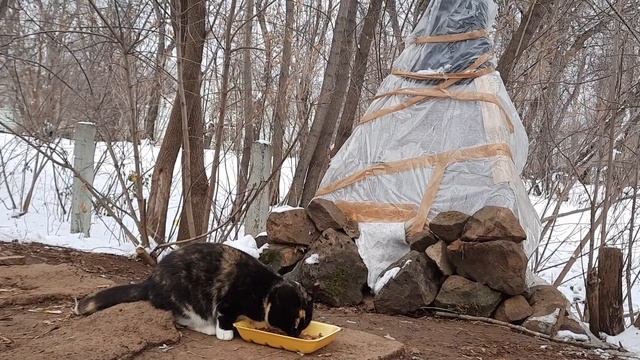 кошка КЫША-МАША ИЩЕТ ДОМ смотреть онлайн