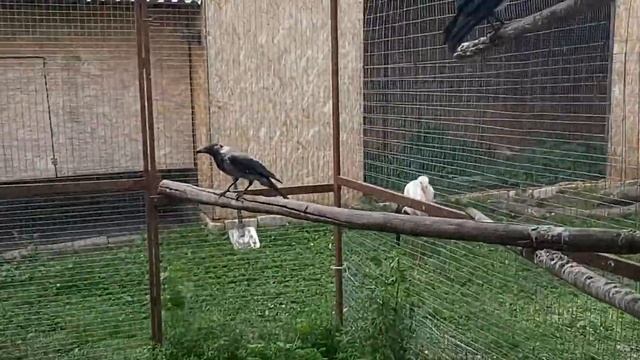Ара, Кеша и другие Воронки 13 08 20 г смотреть онлайн