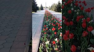 Алея Славы