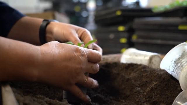 Парк теплицы смотреть онлайн