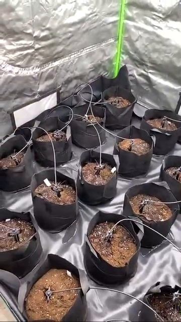 палатка парник смотреть онлайн