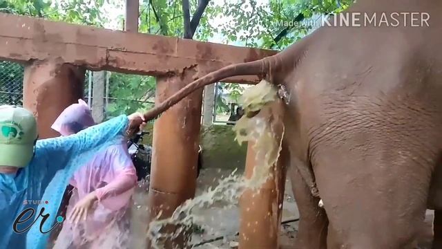 Constipated of Elephant (Enema) смотреть онлайн