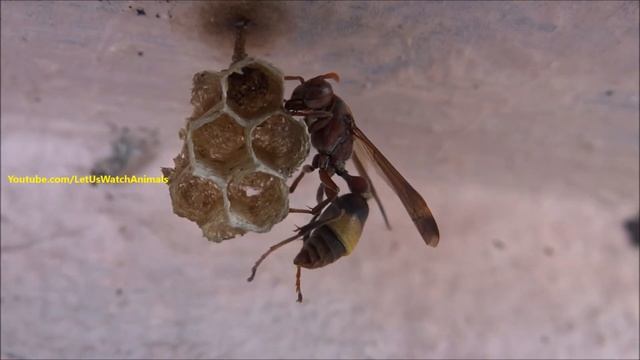 Wasp Grooming