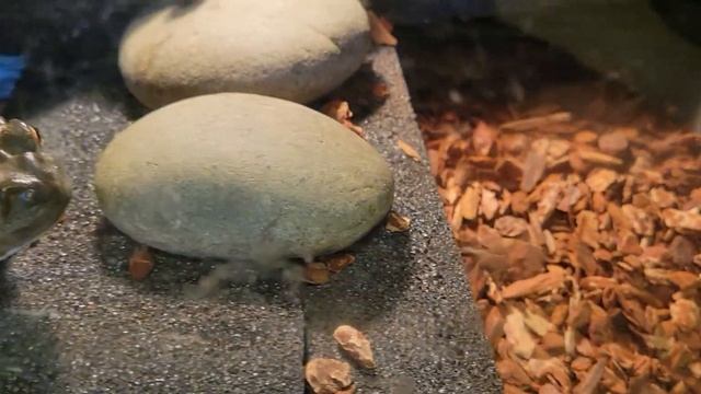 Bufo Alvarius | Sacred Toad | Live Feeding смотреть онлайн