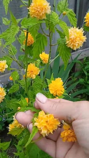 керрия 24.05.22