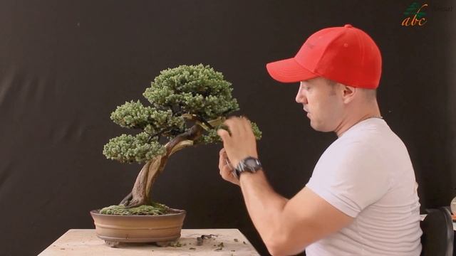 MANUTENÇÃO DE BONSAI DE JUNÍPERO