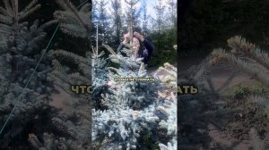 У ели две макушки. Что делать? #питомникрастений #ель #деревья #дача #landscapedesign #сад