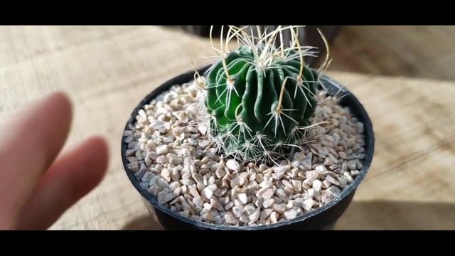 CACTOS E ALGUMAS PARTICULARIDADES . смотреть онлайн