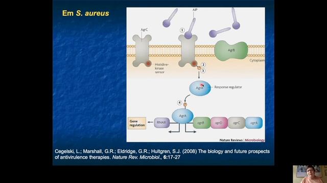 Biofilmes e Quorum Sensing Parte 2 смотреть онлайн