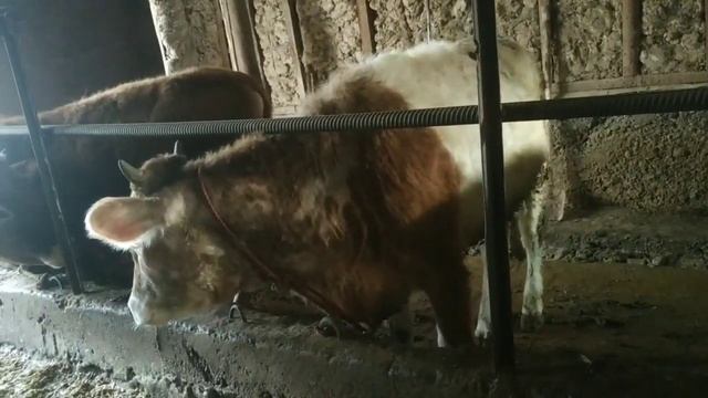 Уй Шароитида Хунажин Бокиш кам чиким | Uy Sharoitida Hunajin Boqish