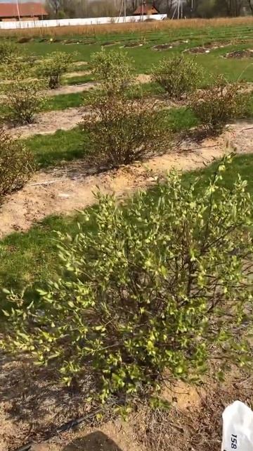 ЖИМОЛОСТЬ! Ещё одна необходимая подкормка смотреть онлайн