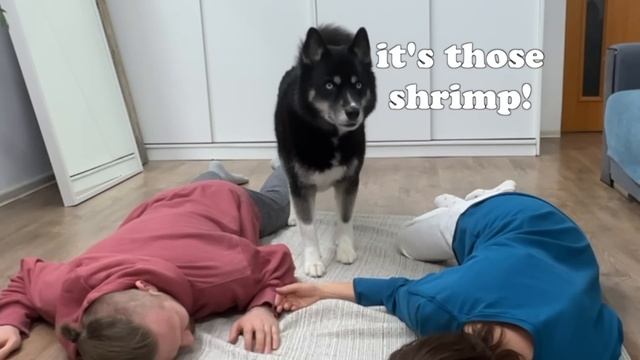 My Dog is Studying to be a Super Agent! The Funniest Moments With Husky Monty смотреть онлайн
