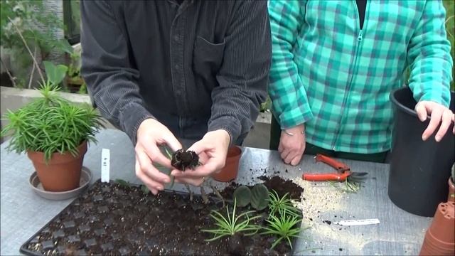 Tuto Jardinage: Senecio Barbertonicus: Comment Faire Une Bouture De Plante Verte