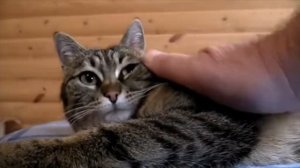 Человеку нужен дом 💕