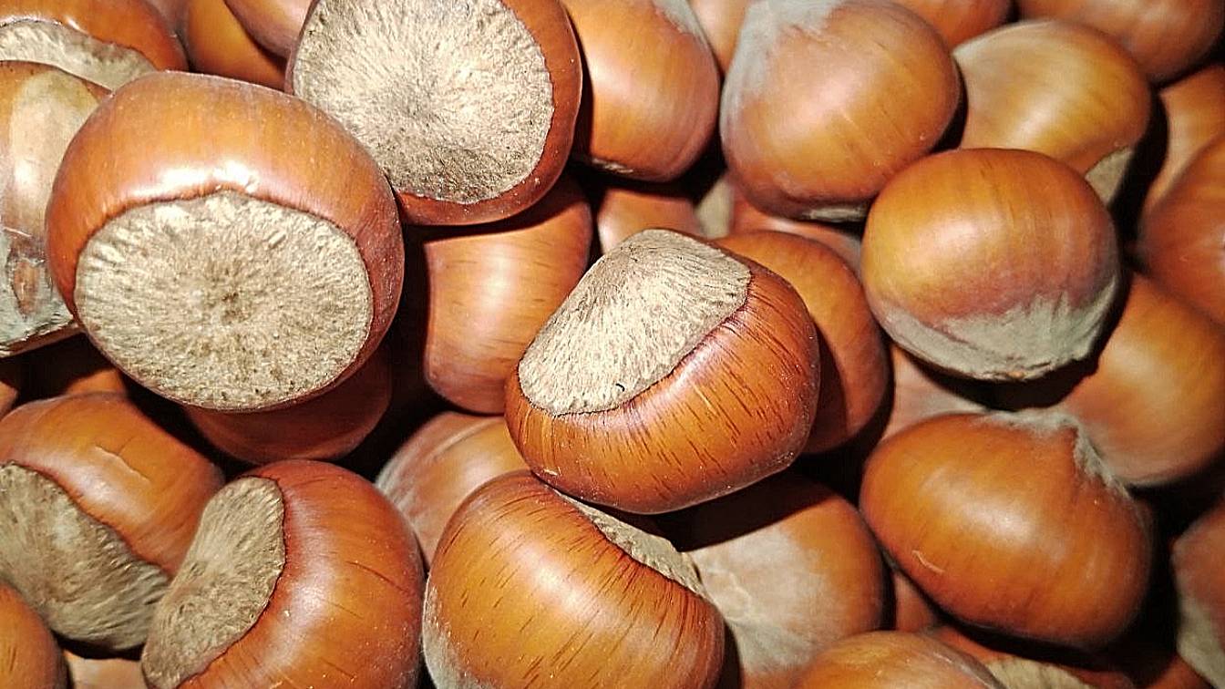 Фундук Трапезунд семена Россия | Фундук Трапезунд | Small Gardens