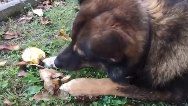 Can Dog Eat NUTS!! смотреть онлайн