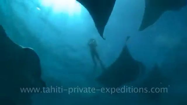 Whale Shark & Mantas Together.m4v смотреть онлайн