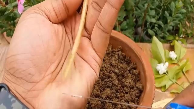 How To Grow Jasmine Plant At Home? Easy Expert Methods смотреть онлайн