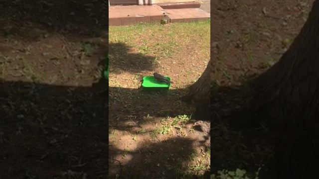 Птенец грача Умка.История его здесь https://vk.com/club214781617 Знакомьтесь! Это птенец грача. смотреть онлайн