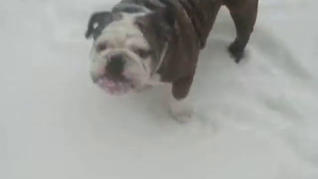 Tunie loves snow!! смотреть онлайн