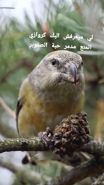 طائر الهزار (الفلاق)القرزبيل смотреть онлайн