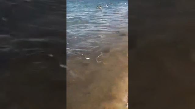 Пляж Нячанг , что-то пошло не так ...) смотреть онлайн
