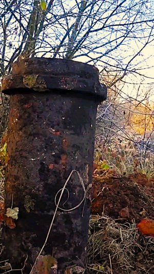 Жуткая находка в корнях.