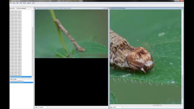 Makrowerkstatt-Tutorial #1 Stacken mit Zerene смотреть онлайн
