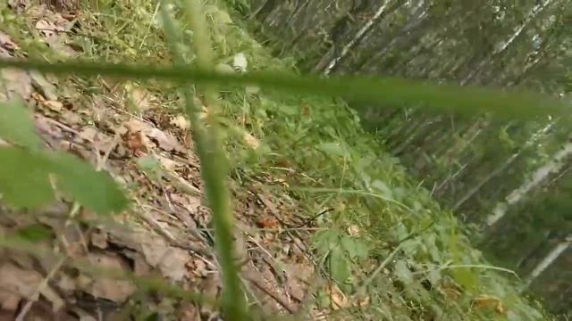 Земляника смотреть онлайн