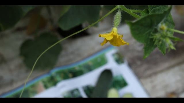 Арістан F1 / Aristan F1,40-42 дні   гібрид огірка Бейо Україна